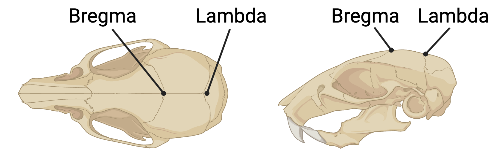 BREGMA_ARI Coordinate System